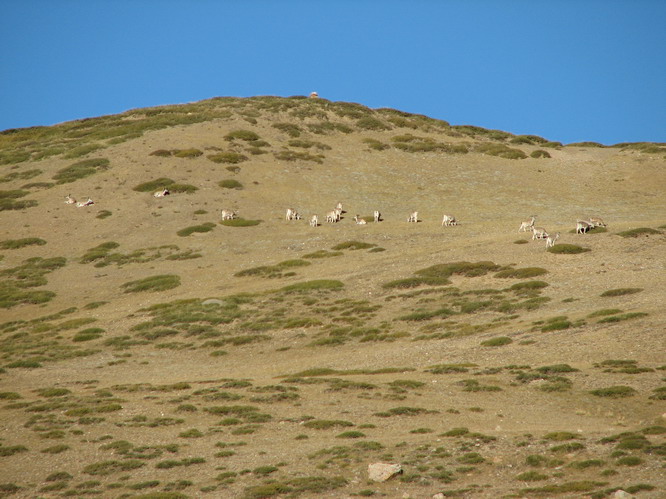 Tibetan antelope on the inside kora.  Mt. Kailash, Tibet.